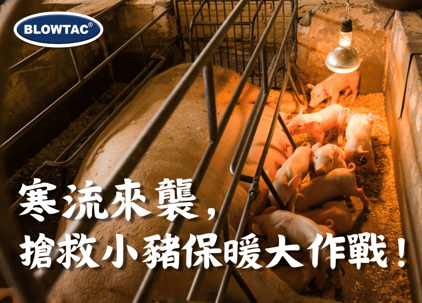 Pig farmers are worried about the coming cold wave and are fighting to save their piglets and keep them warm!